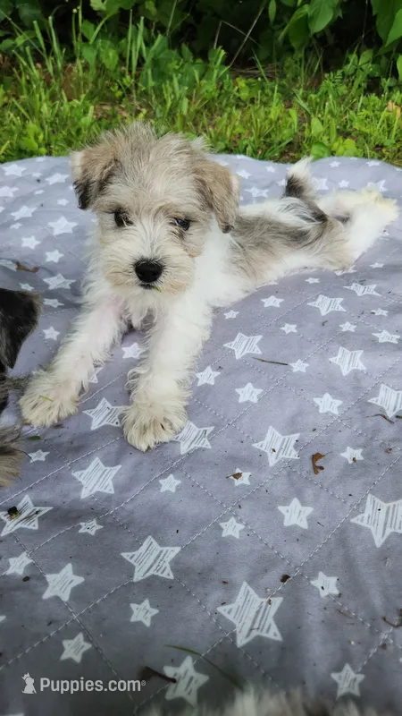 Bandana  – Miniature Schnauzer puppy for sale in Kansas City, MO