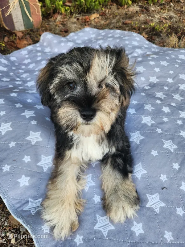 Apollo  – Miniature Schnauzer puppy for sale in Kansas City, MO