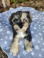 Apollo , a female Miniature Schnauzer for sale in Kansas City, MO – 1 of 10