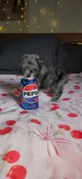 Tiny Toy , a female Miniature Schnauzer for sale in Kansas City, MO – 7 of 10