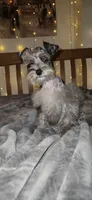 Blaze , a male Miniature Schnauzer for sale in Springfield, MO – 9 of 10