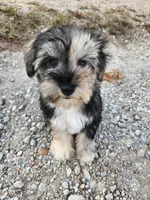 Apollo , a female Miniature Schnauzer for sale in Kansas City, MO – 10 of 10