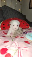 Twinkle , a female Miniature Schnauzer for sale in Kansas City, MO – 10 of 10