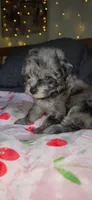 Tiny Toy , a female Miniature Schnauzer for sale in Kansas City, MO – 3 of 10