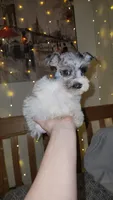 Ridge , a male Miniature Schnauzer for sale in Kansas City, MO – 4 of 10