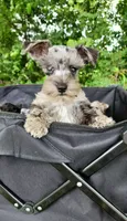 Toy Nimbus , a male Miniature Schnauzer for sale in Kansas City, MO – 4 of 10
