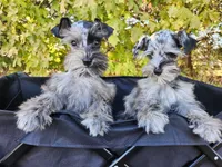 Bluebella , a female Miniature Schnauzer for sale in Springfield, MO – 7 of 7