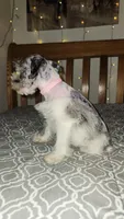 Ivy , a female Miniature Schnauzer for sale in Kansas City, MO – 5 of 9