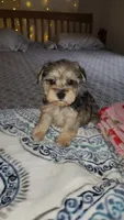 Brook, a female Miniature Schnauzer for sale in Kansas City, MO – 5 of 10