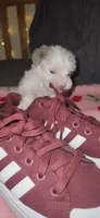 Twinkle , a female Miniature Schnauzer for sale in Kansas City, MO – 7 of 10