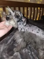Blaze , a male Miniature Schnauzer for sale in Springfield, MO – 7 of 10