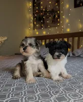 Harbor , a female Miniature Schnauzer for sale in Kansas City, MO – 8 of 10