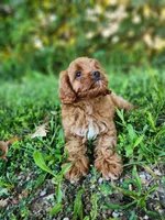 Bear , a male Cavapoo for sale in Kansas City, MO – 9 of 9