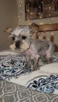 Timmy, a male Yorkshire Terrier for sale in Kansas City, MO – 2 of 6