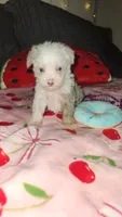 Twinkle , a female Miniature Schnauzer for sale in Kansas City, MO – 6 of 10
