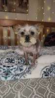 Tiny Timmy , a male Yorkshire Terrier for sale in Kansas City, MO – 2 of 9