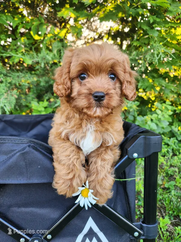 Bear  – Cavapoo puppy for sale in Kansas City, MO