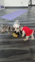 Ivy Bell , a female Miniature Schnauzer for sale in Kansas City, MO – 8 of 10