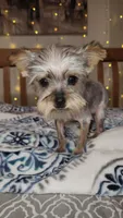 Tiny Timmy , a male Yorkshire Terrier for sale in Kansas City, MO – 7 of 9