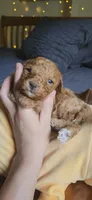 Butterbean, a male Cavapoo for sale in Kansas City, MO – 2 of 10