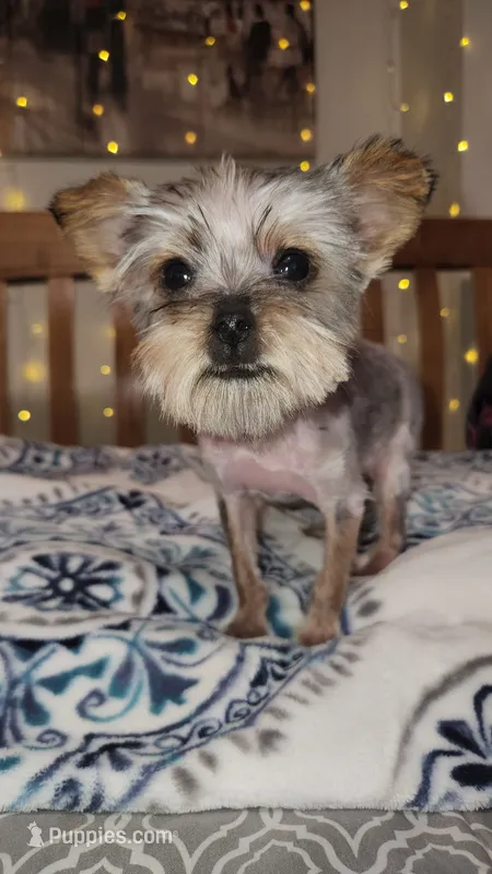 Timmy – Yorkshire Terrier puppy for sale in Kansas City, MO