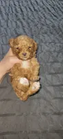 Butterbean, a male Cavapoo for sale in Kansas City, MO – 6 of 10