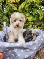 Misha , a male Miniature Schnauzer for sale in Kansas City, MO – 6 of 10