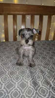 Stormy , a female Miniature Schnauzer for sale in Kansas City, MO – 4 of 10