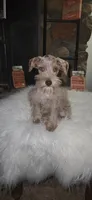 Minky , a female Miniature Schnauzer for sale in Springfield, MO – 5 of 7
