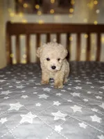 Peanut , a male Maltipoo and Poodle - Toy  for sale in Kansas City, MO – 8 of 10