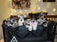 TOY Clay, a male Miniature Schnauzer for sale in Kansas City, MO – 8 of 10