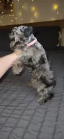 Tiny Toy , a female Miniature Schnauzer for sale in Kansas City, MO – 4 of 9