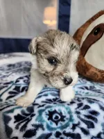 Clay , a male Miniature Schnauzer for sale in Kansas City, MO – Photo 8 of 10