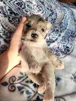 Clay , a male Miniature Schnauzer for sale in Kansas City, MO – Photo 6 of 10