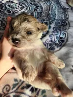 Clay , a male Miniature Schnauzer for sale in Kansas City, MO – Photo 3 of 10