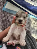 Clay , a male Miniature Schnauzer for sale in Kansas City, MO – Photo 5 of 10