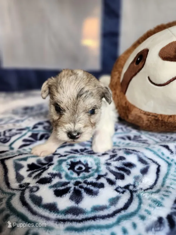 Clay  – Miniature Schnauzer puppy for sale in Kansas City, MO