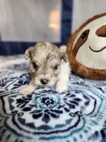 Clay , a male Miniature Schnauzer for sale in Kansas City, MO – Photo 1 of 10