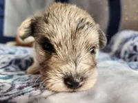 Clay , a male Miniature Schnauzer for sale in Kansas City, MO – Photo 2 of 10