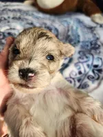 Clay , a male Miniature Schnauzer for sale in Kansas City, MO – Photo 4 of 10