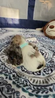 Clay , a male Miniature Schnauzer for sale in Kansas City, MO – Photo 9 of 10
