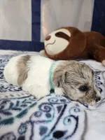Clay , a male Miniature Schnauzer for sale in Kansas City, MO – Photo 10 of 10