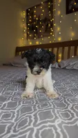 Harbor , a female Miniature Schnauzer for sale in Kansas City, MO – 6 of 10