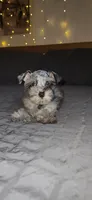 Tiny Toy , a female Miniature Schnauzer for sale in Kansas City, MO – 2 of 9