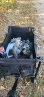 Bluebella , a female Miniature Schnauzer for sale in Springfield, MO – 6 of 7
