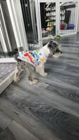 Ivy Bell , a female Miniature Schnauzer for sale in Kansas City, MO – 5 of 10