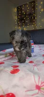Tiny Toy, a female Miniature Schnauzer for sale in Kansas City, MO – 10 of 10