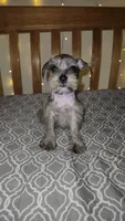 Stormy , a female Miniature Schnauzer for sale in Kansas City, MO – 2 of 10