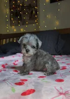 Tiny Toy, a male Miniature Schnauzer for sale in Kansas City, MO – 8 of 10