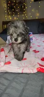Tiny Toy , a female Miniature Schnauzer for sale in Kansas City, MO – 6 of 10